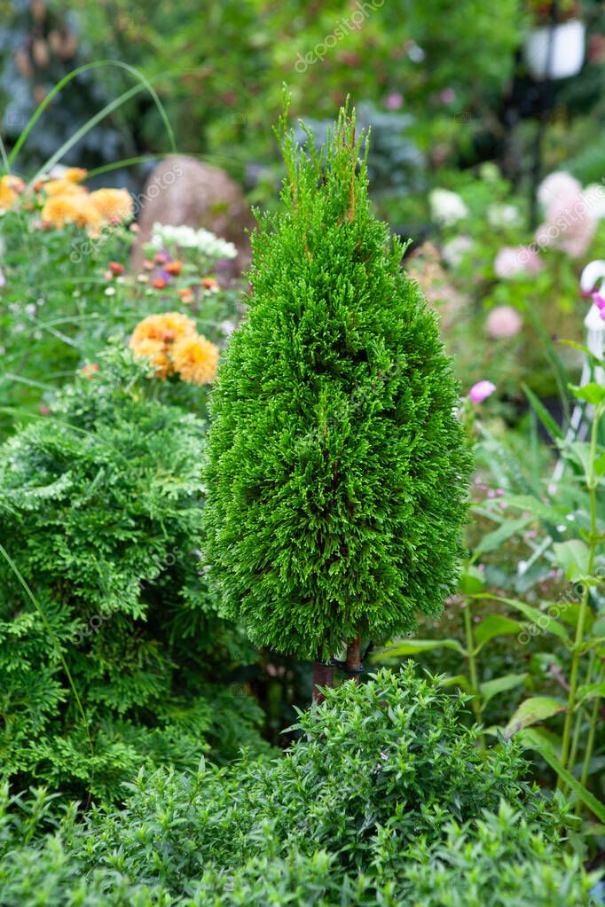 Foto de Thuja Biota, Platycladus orientalis creciendo en el lecho de ...