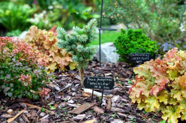Küçük mavi Picea Pungens Wnislaw çiçek tarlasında yetişiyor.. 