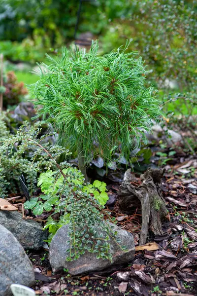 Pinus Strobus Tiny Curls Wschodnia Biała Sosna Charakterystycznymi Kręconymi Igłami Zdjęcia Stockowe bez tantiem