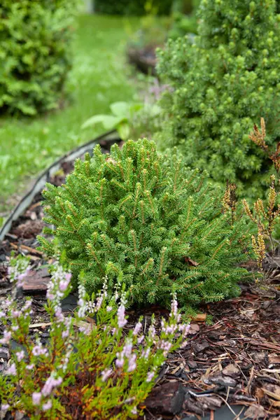 Zdjęcie Picea Abies Ohlendorfii Rosnące Kwietniku Wiecznie Zielonym Ogrodzie Kolekcjonerskim Zdjęcie Stockowe