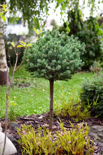 Picea Sitchensis Compact Slow Growing Evergreen Tree Suitable Smaller Gardens Zdjęcie Stockowe