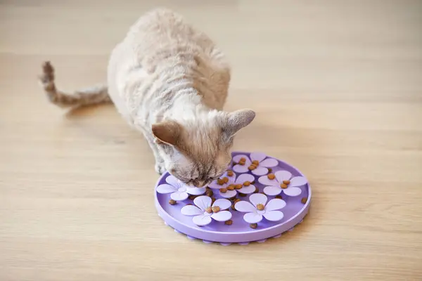 Interactive Cat Toy Powolny Feeder Training Toy Leczenie Nudy Dozowanie Obraz Stockowy