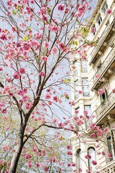 Wiosna Natura Nastrój Zdjęcie Piękne Kwitnące Drzewo Sakura Ulicy Barcelona Zdjęcia Stockowe bez tantiem
