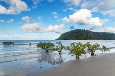 Daintree yağmur ormanlarında Queensland, Avustralya 'da mangrov ağaçları bulunan tropikal kumlu sahil. Kulki Sahili, Mercan Denizi 'nde Cape Tribulation yakınlarında yer almaktadır..