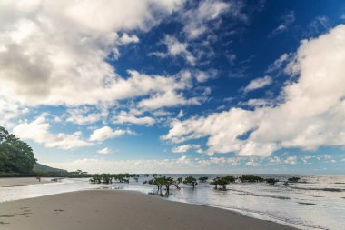 Daintree yağmur ormanlarında Queensland, Avustralya 'da mangrov ağaçları bulunan tropikal kumlu sahil. Kulki Sahili, Mercan Denizi 'nde Cape Tribulation yakınlarında yer almaktadır..
