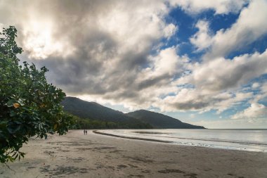 Daintree yağmur ormanlarında Queensland, Avustralya 'da mangrov ağaçları bulunan tropikal kumlu sahil. Kulki Sahili, Mercan Denizi 'nde Cape Tribulation yakınlarında yer almaktadır..