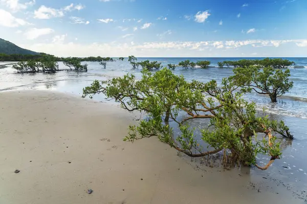 Stock image Picturesque tropical coastal sandy Kulki Beach in Daintree rainforest with mangrove trees, Queensland, Australia. Kulki Beach is situated nearby Cape Tribulation on Coral Sea.