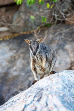 Magnetic Island, Queensland, Avustralya 'daki doğal ortamında kaya kangurusu. Ada, Townsville 'in 8 km açığında bir tatil beldesi..