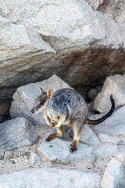 Magnetic Island, Queensland, Avustralya 'daki doğal ortamında kaya kangurusu. Ada, Townsville 'in 8 km açığında bir tatil beldesi..