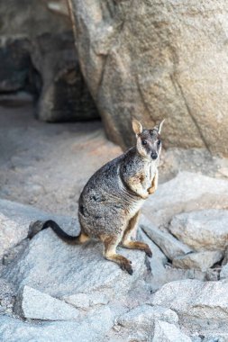 Magnetic Island, Queensland, Avustralya 'daki doğal ortamında kaya kangurusu. Ada, Townsville 'in 8 km açığında bir tatil beldesi..