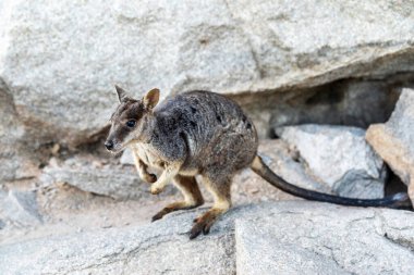 Magnetic Island, Queensland, Avustralya 'daki doğal ortamında kaya kangurusu. Ada, Townsville 'in 8 km açığında bir tatil beldesi..