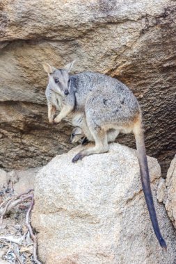 Dişi kaya kangurusu ve yavru kangurusu, Magnetic Island, Queensland, Avustralya 'daki doğal ortamlarında kesesinde..