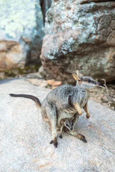 Dişi kaya kangurusu ve yavru kangurusu, Magnetic Island, Queensland, Avustralya 'daki doğal ortamlarında kesesinde..