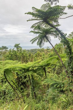 Queensland, Avustralya 'daki Alexandra Dağı' nın muhteşem manzarası. Daintree yağmur ormanlarında yer almaktadır..