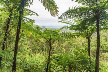 Queensland, Avustralya 'daki Alexandra Dağı' nın muhteşem manzarası. Daintree yağmur ormanlarında yer almaktadır..