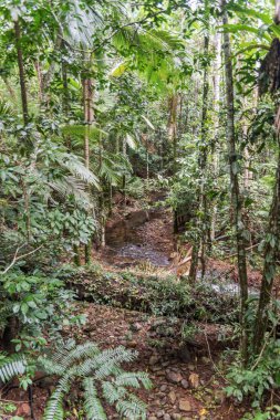 Queensland, Avustralya 'daki Daintree River Ulusal Parkı' nda tropikal yağmur ormanları. 