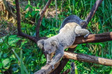 Queensland, Avustralya 'daki Kuranda Koala Bahçeleri' nde şirin bir koala. Kuranda köyü, Cairns 'in 300 metre yukarısındaki Dünya Mirası yağmur ormanlarında yer almaktadır..