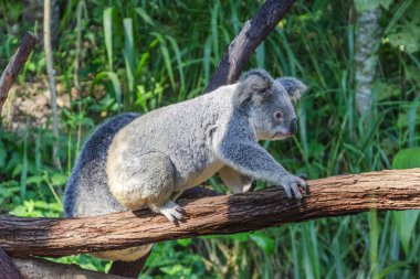 Queensland, Avustralya 'daki Kuranda Koala Bahçeleri' nde şirin bir koala. Kuranda köyü, Cairns 'in 300 metre yukarısındaki Dünya Mirası yağmur ormanlarında yer almaktadır..