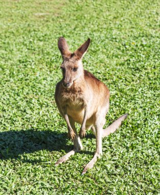 Çimlerin üzerinde dost canlısı kanguru, Queensland, Avustralya.