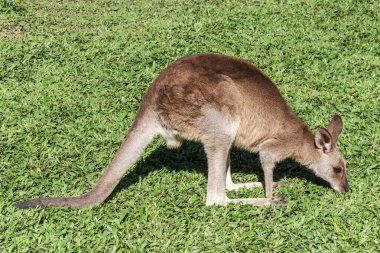 Çimlerin üzerinde dost canlısı kanguru, Queensland, Avustralya.
