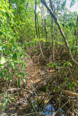 Queensland, Avustralya 'daki Daintree River Ulusal Parkı' nda tropikal yağmur ormanları. 