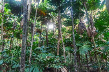 Queensland, Avustralya 'daki Daintree River Ulusal Parkı' nda tropikal yağmur ormanları. 