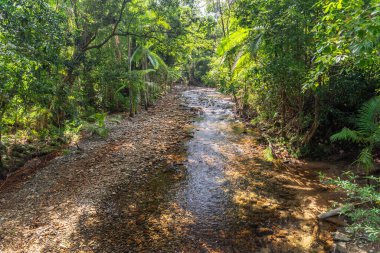 Queensland, Avustralya 'daki Daintree River Ulusal Parkı' nda tropikal yağmur ormanları. 