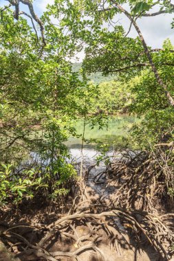Queensland, Avustralya 'daki Daintree River Ulusal Parkı' nda tropikal yağmur ormanları. 