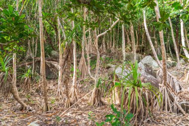 Queensland, Avustralya 'daki Daintree River Ulusal Parkı' nda tropikal yağmur ormanları. 