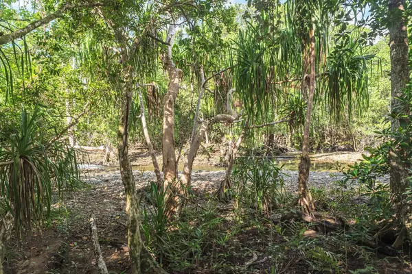 Queensland, Avustralya 'daki Daintree River Ulusal Parkı' nda tropikal yağmur ormanları. 