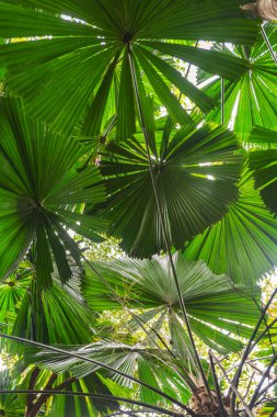 Queensland, Avustralya 'daki Daintree Nehri Ulusal Parkı' ndaki tropikal yağmur ormanlarında palmiye ağaçları. 