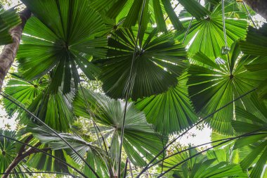 Queensland, Avustralya 'daki Daintree Nehri Ulusal Parkı' ndaki tropikal yağmur ormanlarında palmiye ağaçları. 