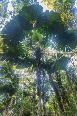 Queensland, Avustralya 'daki Daintree Nehri Ulusal Parkı' ndaki tropikal yağmur ormanlarında palmiye ağaçları. 