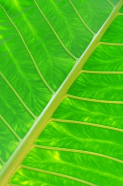 Avustralya 'daki yağmur ormanlarında yetişen tropikal ağaç yaprağına yakın plan