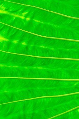 Avustralya 'daki yağmur ormanlarında yetişen tropikal ağaç yaprağına yakın plan