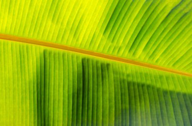 Avustralya 'daki yağmur ormanlarında arka plan için büyüyen tropik yeşil muz yaprağı dokusuna yakın çekim