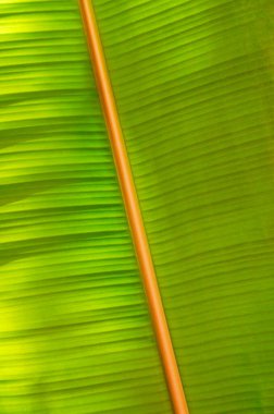 Avustralya 'daki yağmur ormanlarında arka plan için büyüyen tropik yeşil muz yaprağı dokusuna yakın çekim