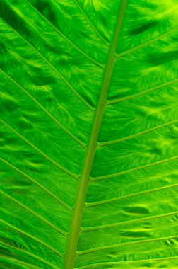 Avustralya 'daki yağmur ormanlarında arka plan için büyüyen tropikal yeşil yaprak dokusuna yakın çekim