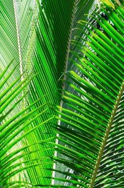 Avustralya 'daki yağmur ormanlarında arka plan için büyüyen tropik yeşil palmiye yaprağı dokusuna yakın çekim