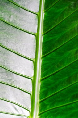 Avustralya 'daki yağmur ormanlarında arka plan için büyüyen tropikal yeşil yaprak dokusuna yakın çekim