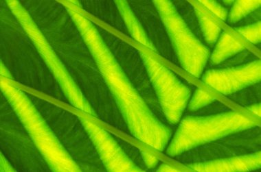 Avustralya 'daki yağmur ormanlarında arka plan için büyüyen tropikal yeşil yaprak dokusuna yakın çekim