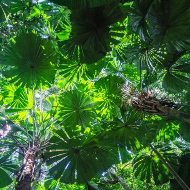 Queensland, Avustralya 'daki Daintree River Ulusal Parkı' nda tropikal yağmur ormanları. 