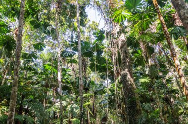 Queensland, Avustralya 'daki Daintree River Ulusal Parkı' nda tropikal yağmur ormanları. 