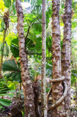 Queensland, Avustralya 'daki Daintree River Ulusal Parkı' nda tropikal yağmur ormanları. 
