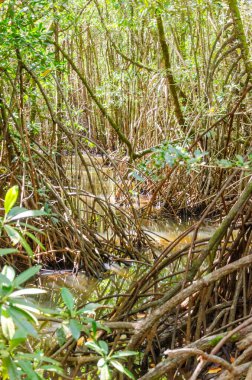 Queensland, Avustralya 'daki Daintree River Ulusal Parkı' nda tropikal yağmur ormanları. 