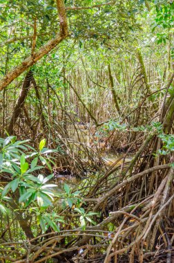 Queensland, Avustralya 'daki Daintree River Ulusal Parkı' nda tropikal yağmur ormanları. 
