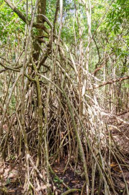 Queensland, Avustralya 'daki Daintree River Ulusal Parkı' nda tropikal yağmur ormanları. 