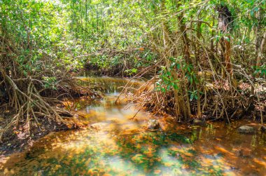 Queensland, Avustralya 'daki Daintree River Ulusal Parkı' nda tropikal yağmur ormanları. 