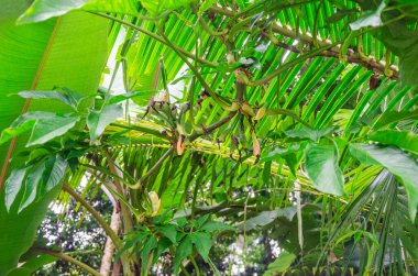 Queensland, Avustralya 'daki Daintree River Ulusal Parkı' nda tropikal yağmur ormanları. 