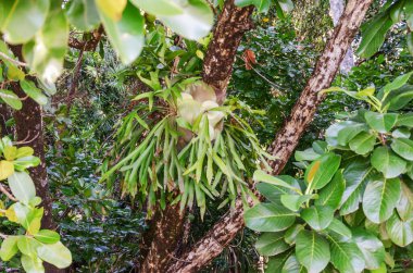 Queensland, Avustralya 'daki Daintree River Ulusal Parkı' nda tropikal yağmur ormanları. 